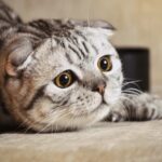Cat Care Level 2 (VTQ) Online Course - Aqueos