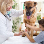 Pet First Aid Level 2 (VTQ)