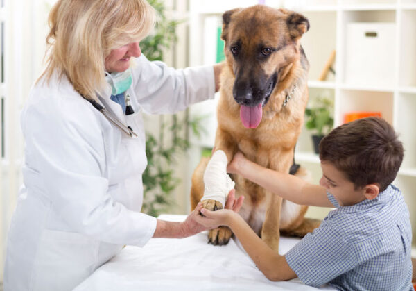 022-middle Vet and child holding the injured dogs foot
