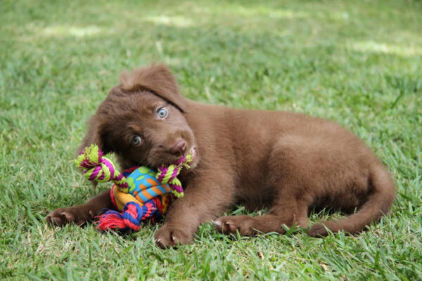 076-middle Dog Care Level 2 (VTQ)