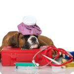 Pet First Aid Instructor Level 3 (VTQ) - Online Blended Part 1