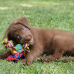 Dog Care Level 2 (VTQ)