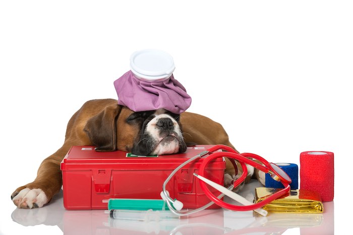 Pet First Aid Instructor Level 3 (VTQ) – Online Blended Part 1 Pet First Aid Instructor Level 3 (VTQ) - Online Blended Part 1 - Image 1