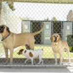 Pet First Aid for Pet Professionals Level 3 (VTQ) - Online