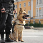 Service Dog First Aid Level 2 (VTQ)
