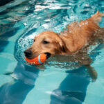 Canine First Aid for Hydrotherapists Level 3 (VTQ)