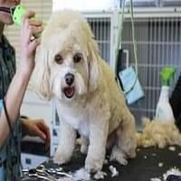 Small white dog being groomed on a grooming table