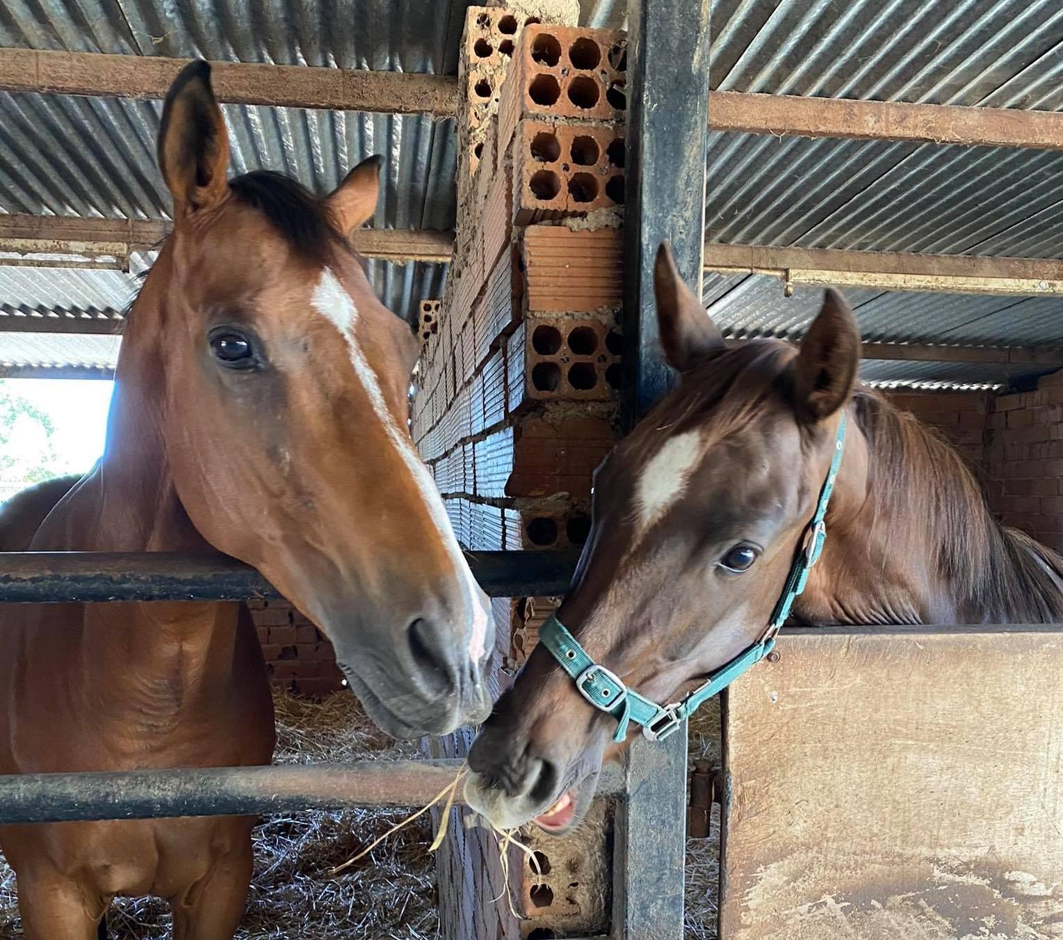 STABLE & FIELD SAFETY