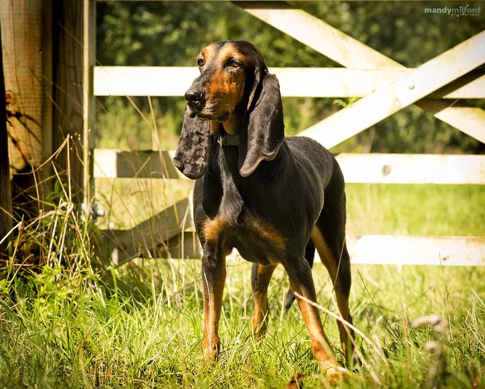 Dog with long ears
