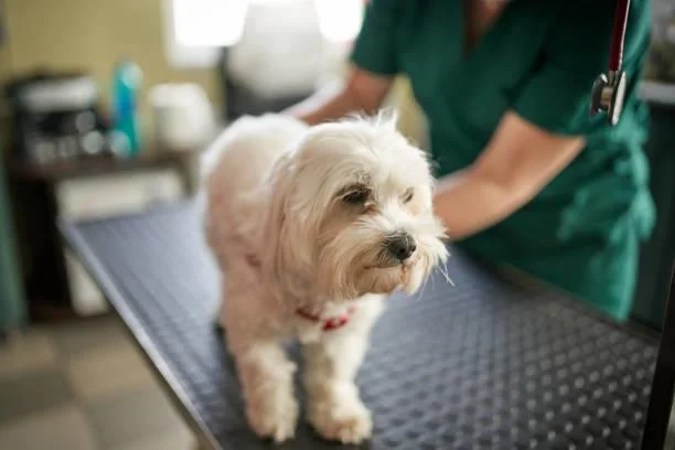 Dog being examined by a vet