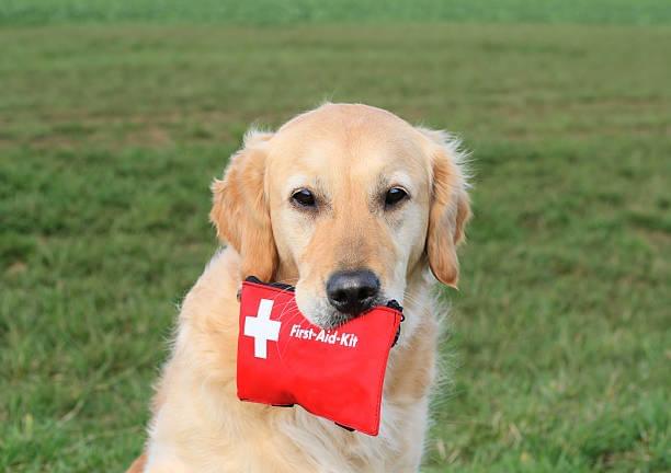 Dog with firts adi kit in it's mouth