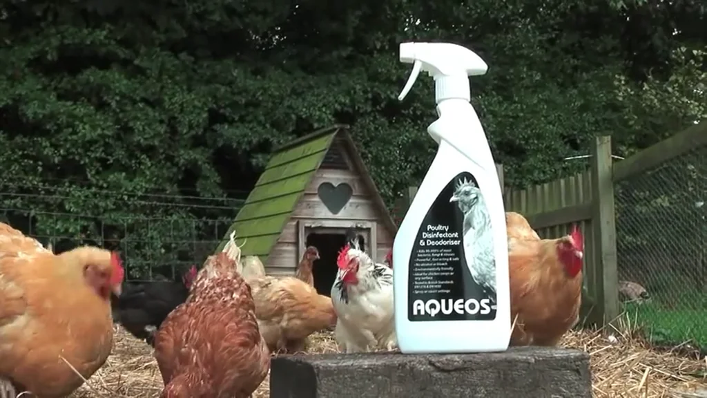 Aqueos poultry disinfectant with chickens