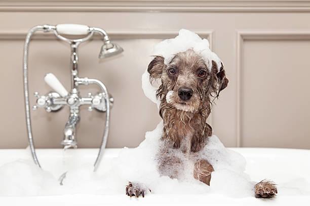 Dog shampoo for hot spots-2