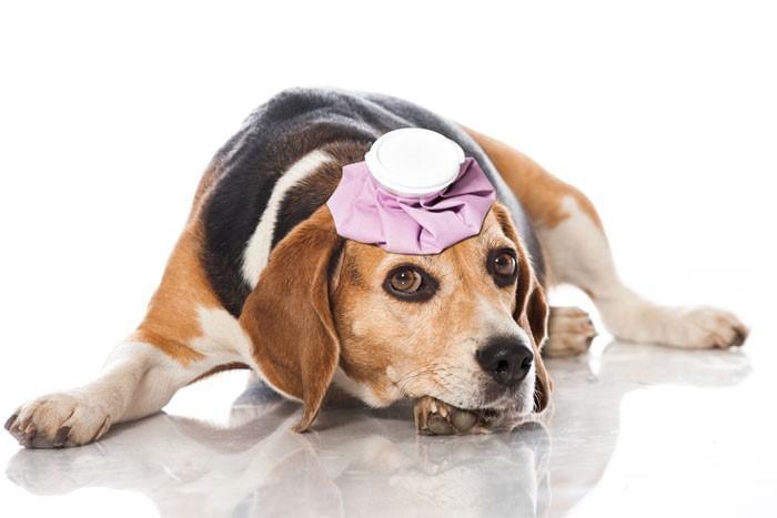 Canine Basic First Aid Online Course-0