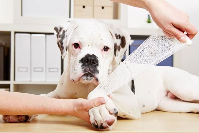 Advanced Pet First Aid Level 3 (VTQ) &pound;39.95 + VAT-0