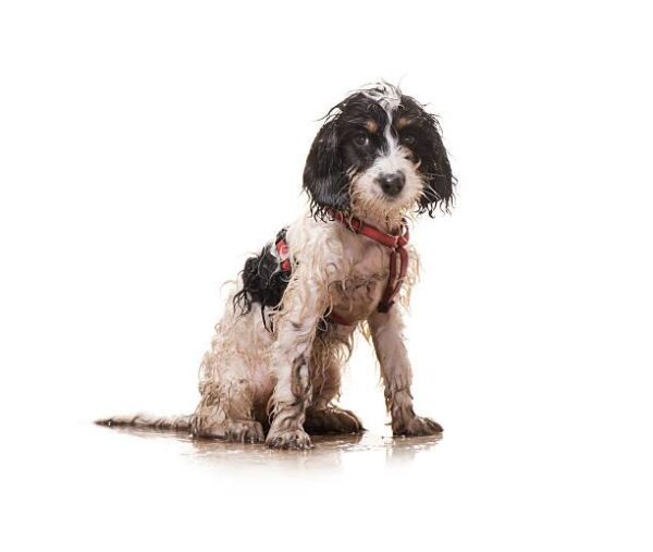 Aqueos Towel off dog shampoo-2
