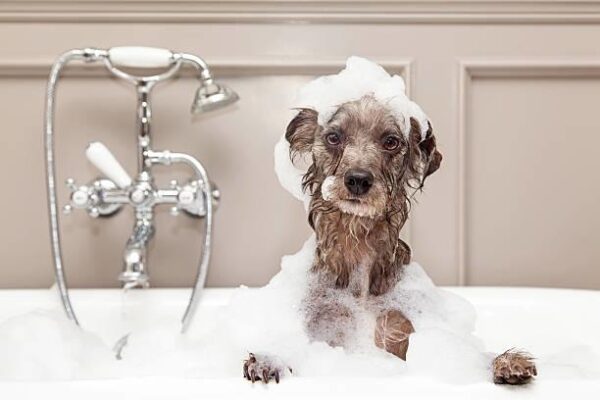 Dog shampoo for hot spots-2