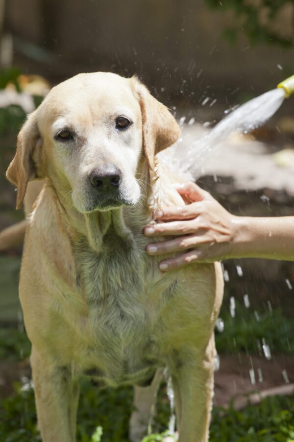 Dog shampoo for muddy dogs-1