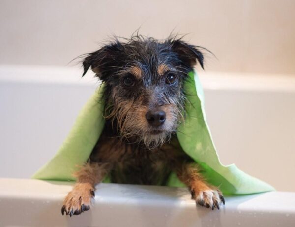Drying a dog after bathing-2