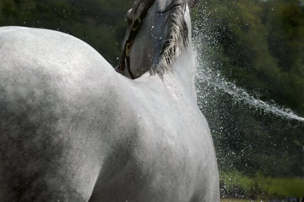 Aqueos Horse Shampoo for Ringworm-1