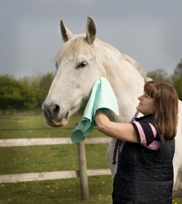 Drying horse with shammy-3