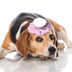 Canine Basic First Aid Online Course-0