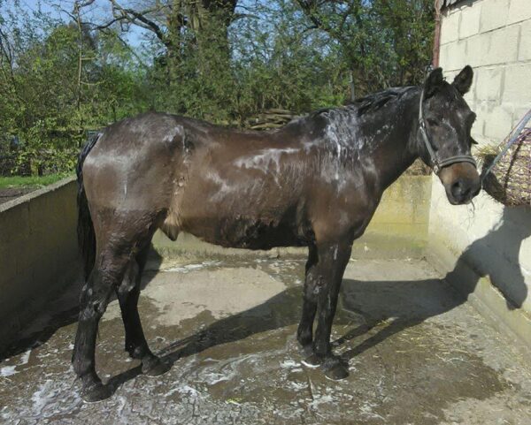 Aqueos Anti-Bacterial, Anti-Fungal Horse Shampoo-2