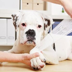 Advanced Pet First Aid Level 3 (VTQ) £39.95 + VAT-0