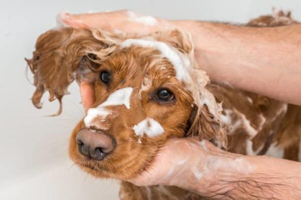 antibacterial and antifungal anti itch dog shampoo-1