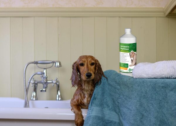 Dog shampoo for itchy skin-1